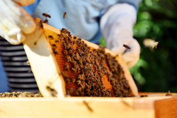 Beekeeping: Harnessing the Sweet Rewards of Honey Production in South Africa