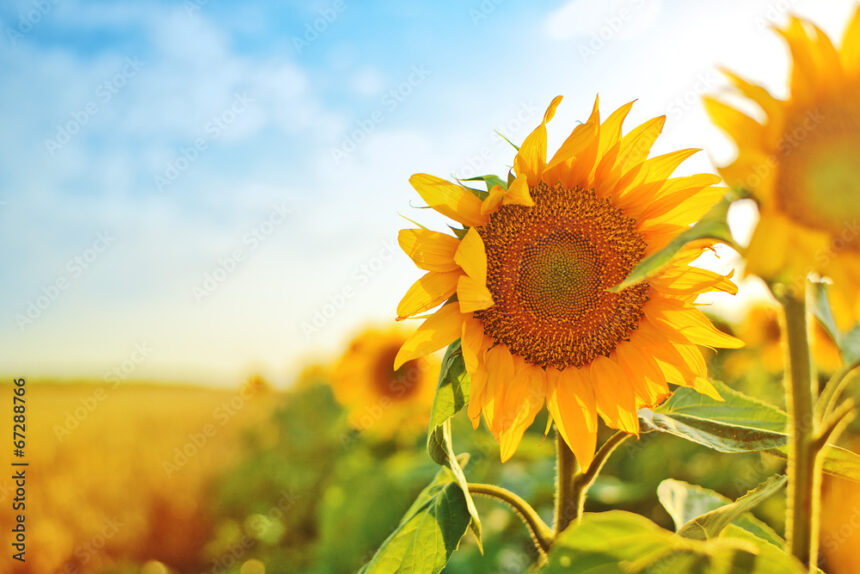 Symptoms Of Downy Mildew You Should Look Out For In Sunflowers