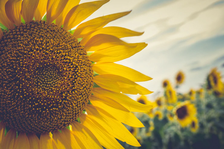 Symptoms Of Rust You Should Look Out For In Sunflowers