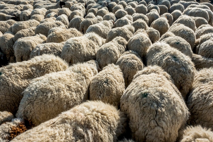 10 Things To Consider Before Starting An Specialty sheep-wool business in South Africa