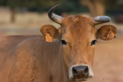 Symptoms Of Theileriosis You Should Look Out For In Cattle