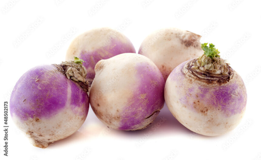 Symptoms Of Clubroot You Should Look Out For In Turnips