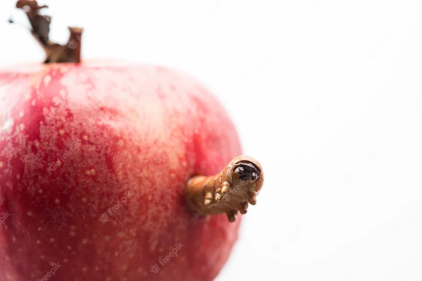 Symptoms Of Apple Maggot You Should Look Out For In Apples