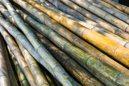 10 Bamboo Uses In South Africa You Should Know About