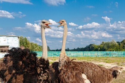 Ostrich Farming: Nurturing the World's Largest Flightless Birds in South Africa