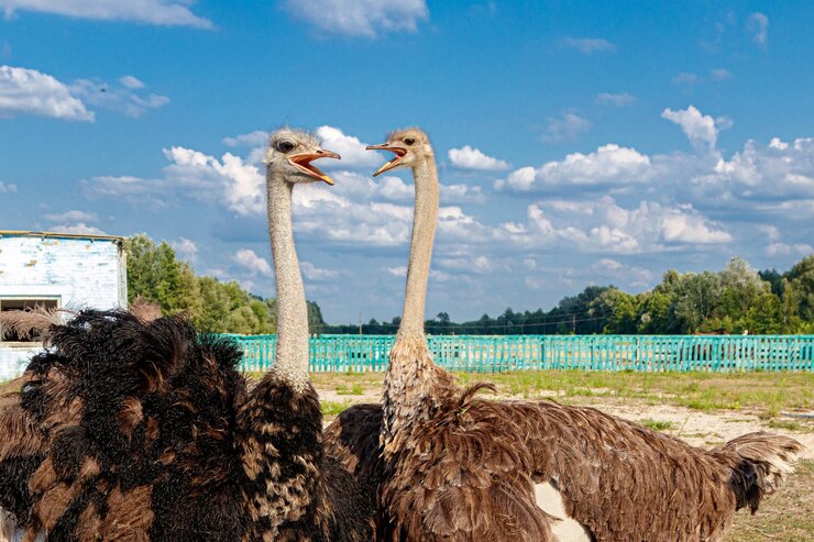 Ostrich Farming: Nurturing the World's Largest Flightless Birds in South Africa