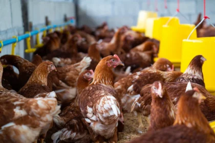 Poultry Farming: Meeting the Demand for Quality Chicken in South Africa