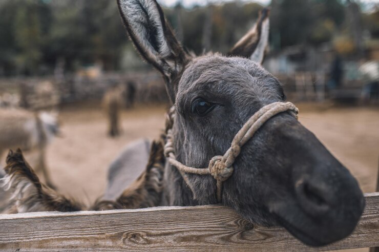 The Role of Donkeys in South African Agriculture and Rural Communities