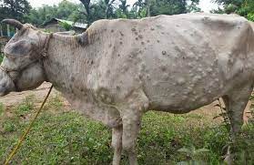 Symptoms Of Lumpy Skin Disease You Should Look Out For In Cattle