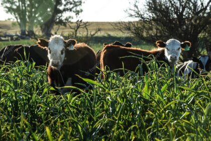 Forage and Pastures: Sustaining Livestock Agriculture in South Africa