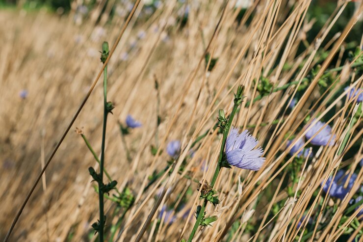 Chicory Cultivation: Diversifying Agricultural Opportunities in South Africa