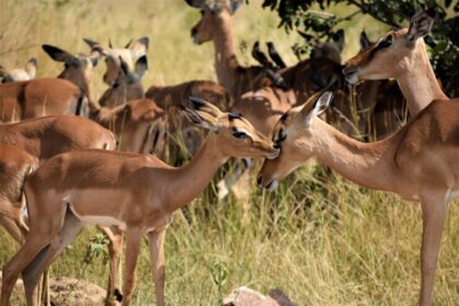 Wildlife Ranching: Balancing Conservation and Economic Viability in South Africa's Wildlife Sector