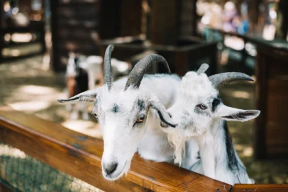 Goats and Mohair: South Africa's Role in the Global Mohair Industry