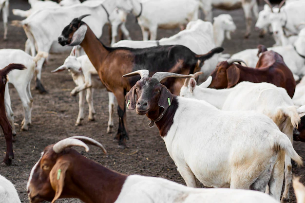 The Art of Sustainable Goat Farming in South Africa: From Meat to Cheese