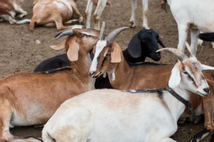 Climate change poses significant challenges for livestock farmers in South Africa, as it affects the availability of water, quality of pasture, and increases the risk of extreme weather events. However, there are several adaptation strategies that livestock farmers can employ to mitigate the impacts of climate change and ensure the sustainability of their operations. Here are some key strategies: Diversify Livestock Breeds: Selecting livestock breeds that are more resilient to heat, drought, and diseases can enhance the adaptability of your herd. Consider breeds that are well-suited to arid or semi-arid conditions, have good heat tolerance, and require less water and forage. Improve Water Management: With water scarcity becoming a pressing issue, implementing efficient water management practices is crucial. Invest in water conservation techniques such as rainwater harvesting, constructing water storage facilities, and implementing drip irrigation systems to minimize water losses and ensure reliable water supply for your livestock. Enhance Pasture Management: Climate change can alter the growth patterns and productivity of pastures. Implement sustainable pasture management techniques such as rotational grazing, which helps preserve pasture health and resilience. Monitor and adjust stocking rates to prevent overgrazing and allow for adequate pasture recovery. Explore Alternative Feeds: As the availability and quality of traditional livestock feed may be affected by climate change, explore alternative feed options. This may include using drought-resistant forage species, incorporating crop residues, or utilizing agro-industrial by-products as supplementary feed sources. Enhance Animal Health Management: Climate change can exacerbate the prevalence of certain diseases and parasites. Implement proactive animal health management practices, including vaccination programs, regular monitoring for disease and parasite outbreaks, and maintaining appropriate hygiene and biosecurity measures. Strengthen Infrastructure: Extreme weather events like floods and storms can damage infrastructure, compromising livestock housing and handling facilities. Ensure that your infrastructure is resilient and can withstand such events. Invest in robust fencing, reinforced shelters, and secure water troughs to minimize potential damages. Diversify Income Streams: Climate change impacts can lead to fluctuating livestock prices and reduced productivity. To reduce vulnerability, consider diversifying your income streams by engaging in alternative activities such as agroforestry, eco-tourism, or value-added product development, which can provide additional sources of revenue. Seek Knowledge and Information: Stay updated on the latest research, best practices, and climate change adaptation strategies relevant to livestock farming. Participate in training programs, workshops, and engage with local agricultural extension services to access expert advice and resources. Collaborate and Network: Engage with other farmers, local communities, and agricultural organizations to share knowledge, experiences, and resources. Collaborative efforts can lead to innovative solutions and support in times of need. Monitor and Evaluate: Regularly monitor the performance of your adaptation strategies and evaluate their effectiveness. Keep track of key indicators such as livestock productivity, water use efficiency, and pasture health. This information will help you make informed decisions and adjust your strategies as needed. It's important to note that adaptation strategies may vary depending on the specific location, farm size, and livestock production system. Therefore, it is recommended to tailor these strategies to suit your individual circumstances and seek guidance from local agricultural experts.