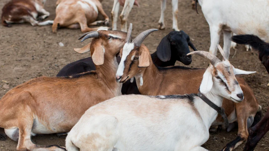 Climate change poses significant challenges for livestock farmers in South Africa, as it affects the availability of water, quality of pasture, and increases the risk of extreme weather events. However, there are several adaptation strategies that livestock farmers can employ to mitigate the impacts of climate change and ensure the sustainability of their operations. Here are some key strategies: Diversify Livestock Breeds: Selecting livestock breeds that are more resilient to heat, drought, and diseases can enhance the adaptability of your herd. Consider breeds that are well-suited to arid or semi-arid conditions, have good heat tolerance, and require less water and forage. Improve Water Management: With water scarcity becoming a pressing issue, implementing efficient water management practices is crucial. Invest in water conservation techniques such as rainwater harvesting, constructing water storage facilities, and implementing drip irrigation systems to minimize water losses and ensure reliable water supply for your livestock. Enhance Pasture Management: Climate change can alter the growth patterns and productivity of pastures. Implement sustainable pasture management techniques such as rotational grazing, which helps preserve pasture health and resilience. Monitor and adjust stocking rates to prevent overgrazing and allow for adequate pasture recovery. Explore Alternative Feeds: As the availability and quality of traditional livestock feed may be affected by climate change, explore alternative feed options. This may include using drought-resistant forage species, incorporating crop residues, or utilizing agro-industrial by-products as supplementary feed sources. Enhance Animal Health Management: Climate change can exacerbate the prevalence of certain diseases and parasites. Implement proactive animal health management practices, including vaccination programs, regular monitoring for disease and parasite outbreaks, and maintaining appropriate hygiene and biosecurity measures. Strengthen Infrastructure: Extreme weather events like floods and storms can damage infrastructure, compromising livestock housing and handling facilities. Ensure that your infrastructure is resilient and can withstand such events. Invest in robust fencing, reinforced shelters, and secure water troughs to minimize potential damages. Diversify Income Streams: Climate change impacts can lead to fluctuating livestock prices and reduced productivity. To reduce vulnerability, consider diversifying your income streams by engaging in alternative activities such as agroforestry, eco-tourism, or value-added product development, which can provide additional sources of revenue. Seek Knowledge and Information: Stay updated on the latest research, best practices, and climate change adaptation strategies relevant to livestock farming. Participate in training programs, workshops, and engage with local agricultural extension services to access expert advice and resources. Collaborate and Network: Engage with other farmers, local communities, and agricultural organizations to share knowledge, experiences, and resources. Collaborative efforts can lead to innovative solutions and support in times of need. Monitor and Evaluate: Regularly monitor the performance of your adaptation strategies and evaluate their effectiveness. Keep track of key indicators such as livestock productivity, water use efficiency, and pasture health. This information will help you make informed decisions and adjust your strategies as needed. It's important to note that adaptation strategies may vary depending on the specific location, farm size, and livestock production system. Therefore, it is recommended to tailor these strategies to suit your individual circumstances and seek guidance from local agricultural experts.