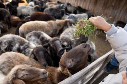 Sustainable Livestock Farming Practices for Environmental Stewardship