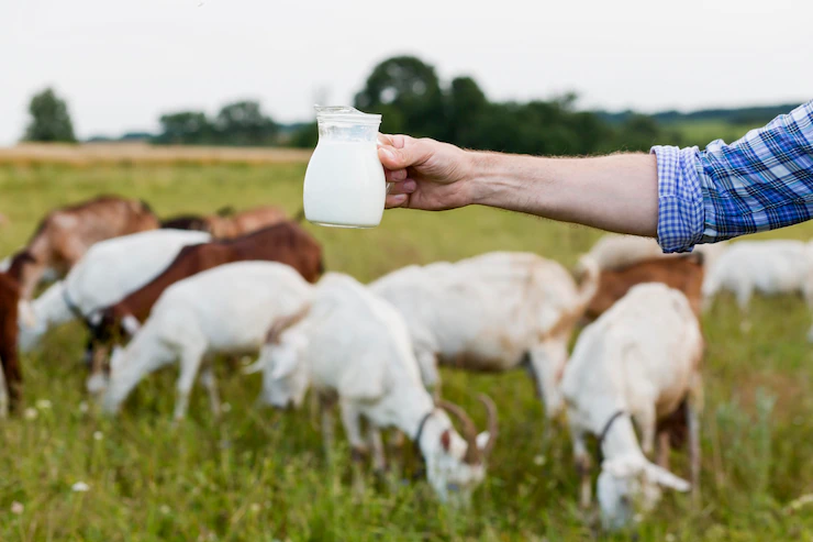 Goat and Sheep Dairy: Diverse Dairy Products from Small Ruminants in South Africa