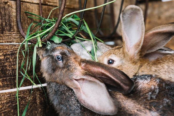 Rabbit Farming: A Profitable Niche in South African Agriculture