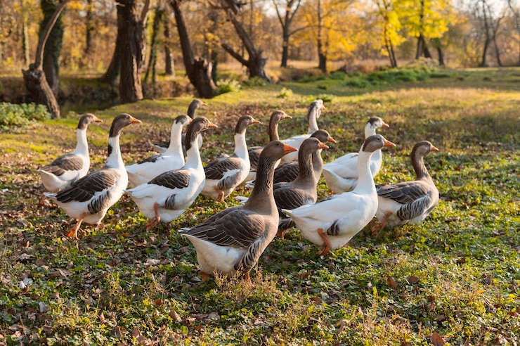 Gamebirds, Waterfowl, and Other Poultry: Sustainable Farming for Feathered Delights