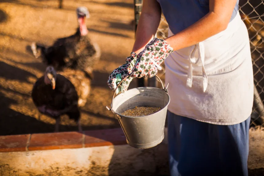 10 Things you should know about a Poultry Farmer job