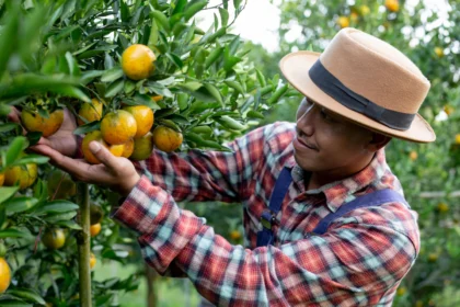 Exploring South Africa's Fruit Farming Industry: Diversity and Excellence