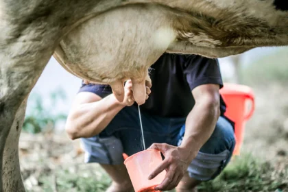 Dairy Farming: From Cow to Milk in South Africa's Dairy Industry