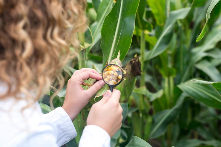 Implementing Integrated Pest Management (IPM) Strategies in Agriculture