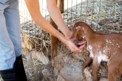 The Role of Livestock Farming in Job Creation and Rural Development