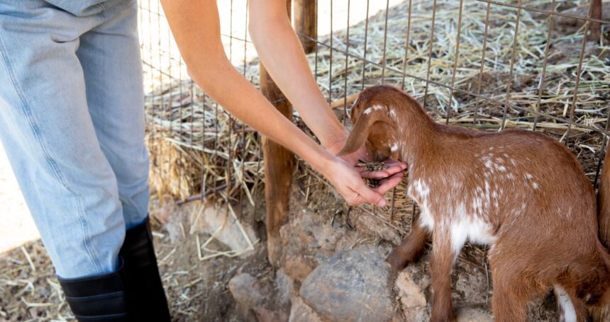 The Role of Livestock Farming in Job Creation and Rural Development