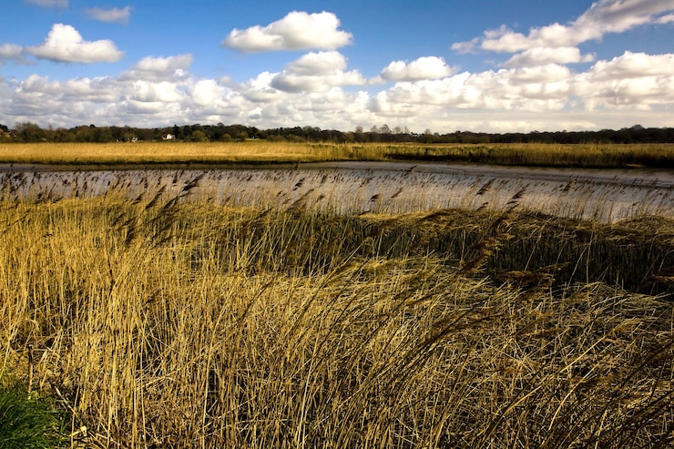 Preserving and Restoring Wetlands in Agricultural Landscapes