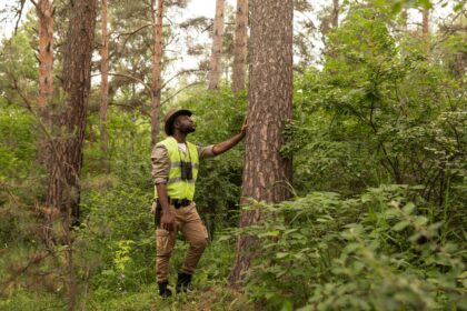 Forestry in South Africa: Sustainable Management and Economic Potential