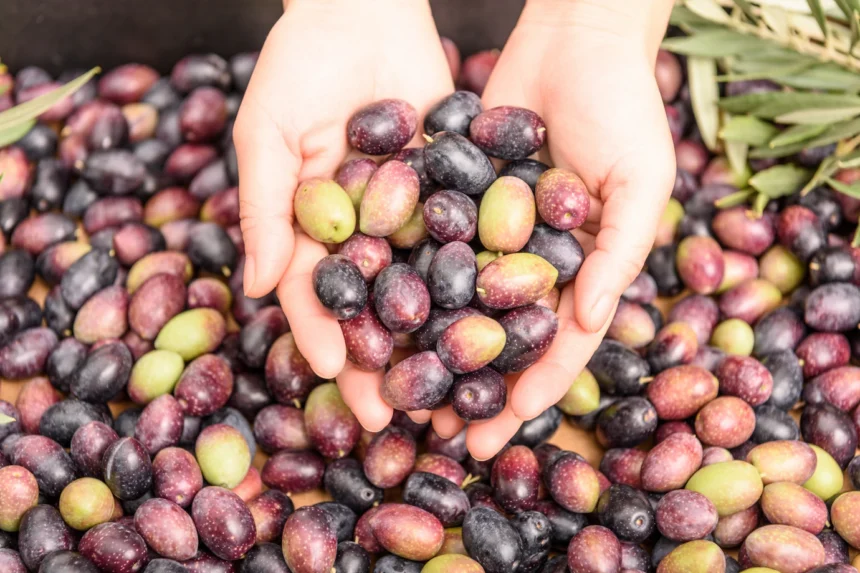 Olive Cultivation: Tapping into the Mediterranean Charm of South Africa