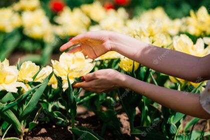 Nurturing Cut-Flowers: A Lucrative Venture in South African Agriculture