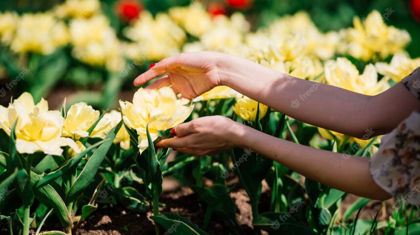 Nurturing Cut-Flowers: A Lucrative Venture in South African Agriculture