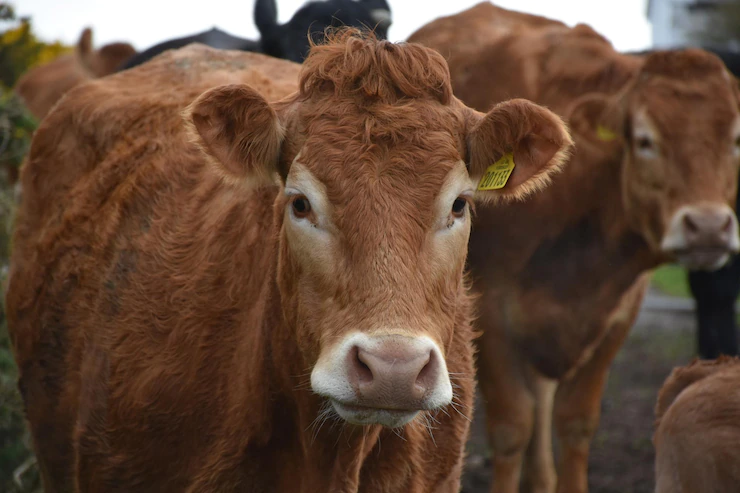 Symptoms Of Tick-borne Disease You Should Look Out For In Cattle