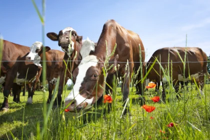 Harnessing Technology in Livestock Farming: Precision Livestock Management