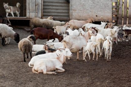 Goat Farming: Unlocking the Potential of Goat Meat and Milk Production in South Africa