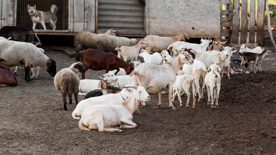 Goat Farming: Unlocking the Potential of Goat Meat and Milk Production ...