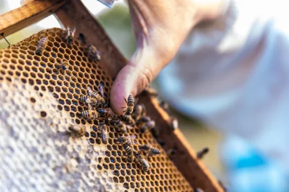 the Importance of Beekeeping Equipment in Pollination and Honey Production
