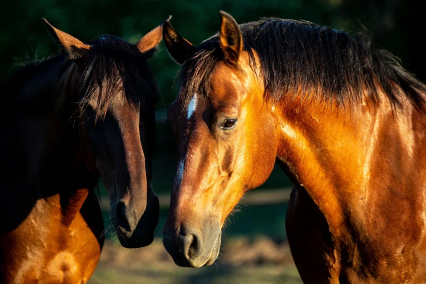 10 Things You Should Know About Starting A Horses- The equine Business In South Africa