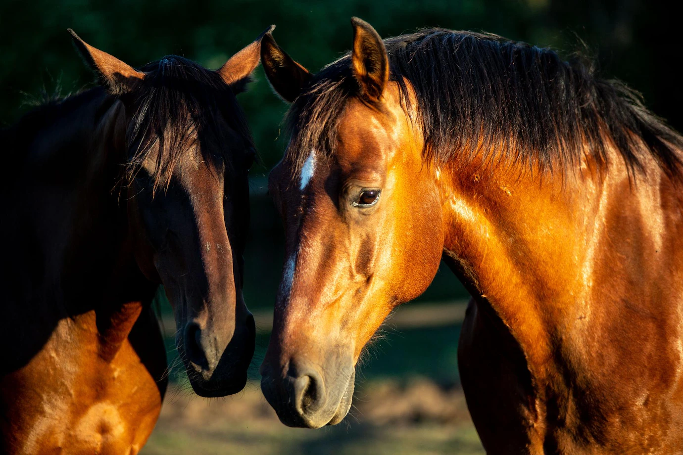 10 Things You Should Know About Starting A Horses- The equine Business ...