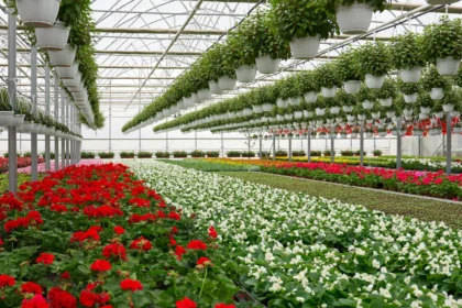 10 Things You Should Know About Horticulture In South Africa