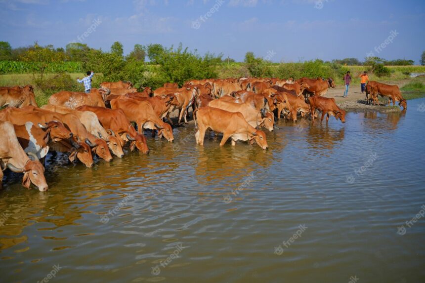 Sustainable Water Management in Livestock Farming in South Africa