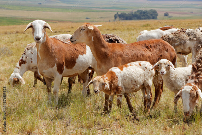 10 Things You Should Know About Indigenous Livestock Breeds In South Africa