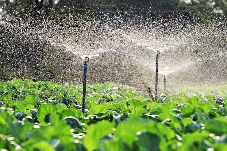 Exploring Different Irrigation Methods For Efficient Water Use In South Africa