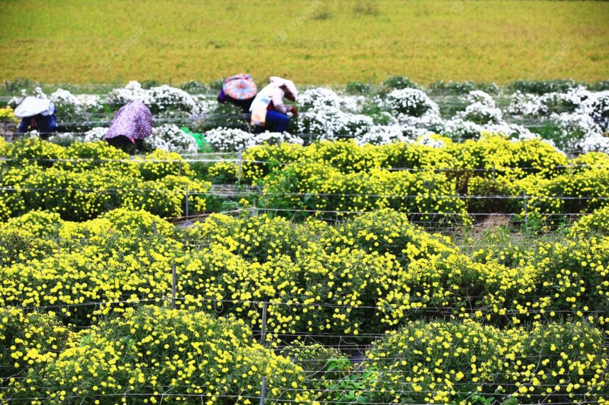 Floriculture and Nursery Crops: Growing and Beautifying South Africa