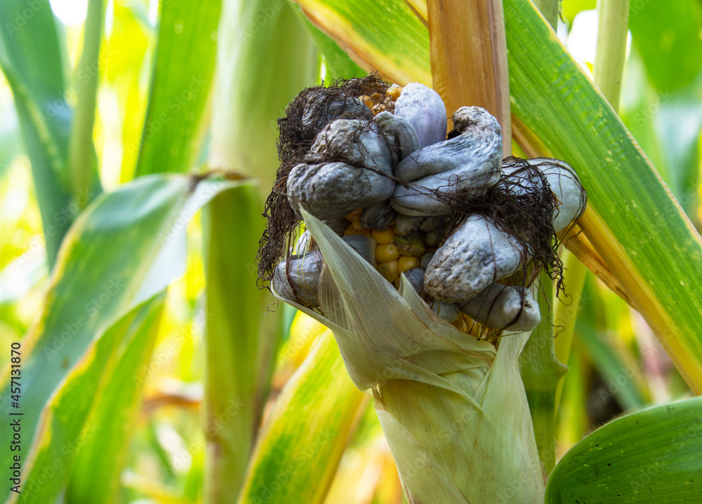 Symptoms Of Maize Smut You Should Know About - Farmers Magazine