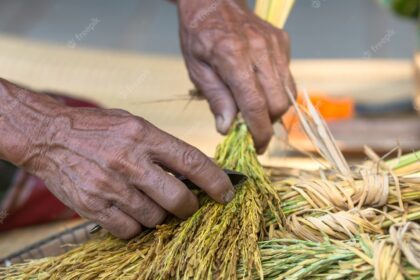 Unveiling the Potential of Other Fiber Crops in South African Agriculture