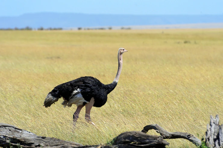 5 Ostriches Poultry Products Farmers Can Produce In South Africa